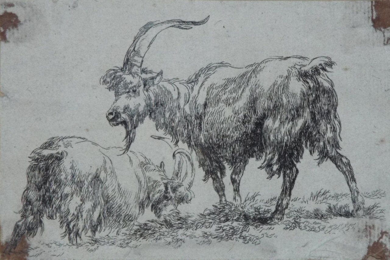 Etching - Two Goats - Berchem